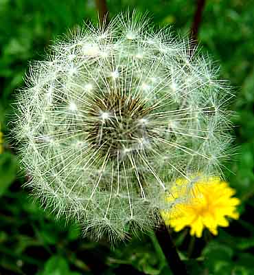 Taraxacum Officinale